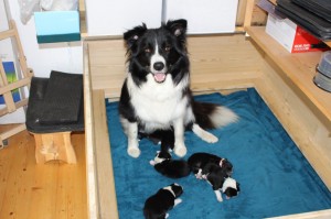 Lia and her 6 puppies